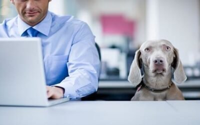 The HR Team | The Rise of Pet Policies in the Workplace The Rise of Pet Policies in the Workplace