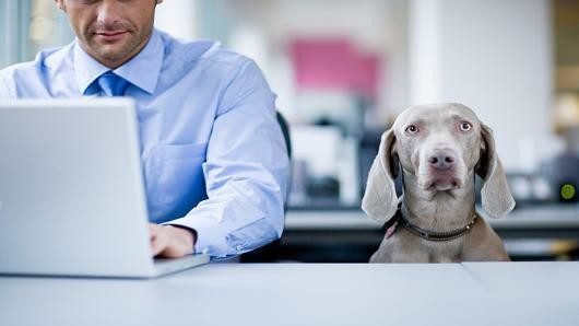 The HR Team | The Rise of Pet Policies in the Workplace The Rise of Pet Policies in the Workplace
