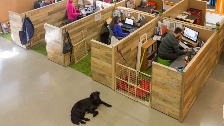 The HR Team | The Rise of Pet Policies in the Workplace The HR Team | The Rise of Pet Policies in the Workplace